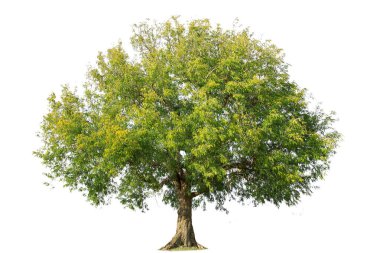  beyaz arkaplanda izole edilmiş büyük ağaç. 