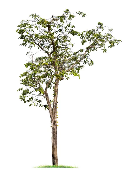 Isolierter großer Baum auf weißem Hintergrund. — Stockfoto