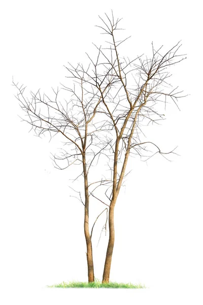 死んで白い背景に分離された単一の古い大きくて死んでツリー. — ストック写真