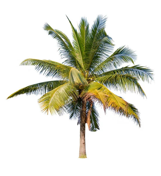 Ізольований велике дерево кокосу на білому тлі. — стокове фото