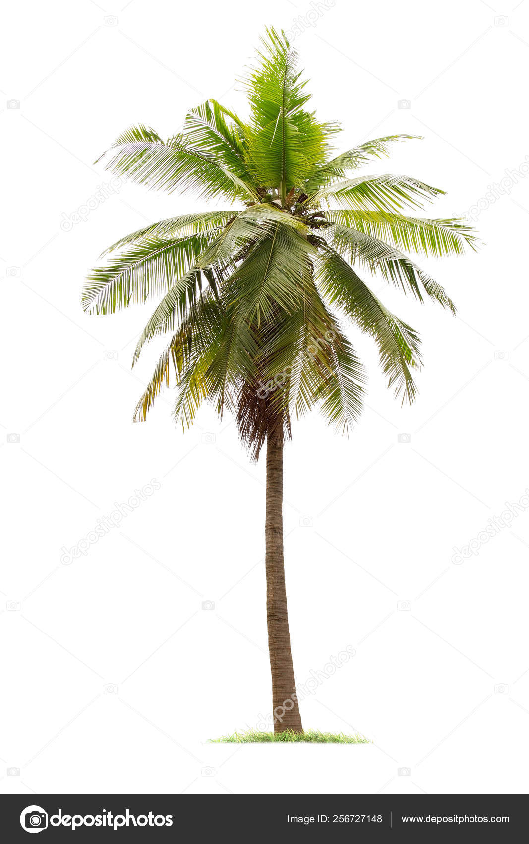 Isolated big coconut tree on White Background. Stock Photo by