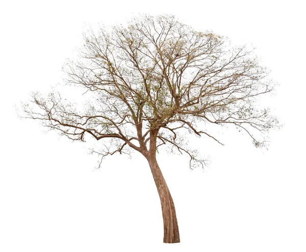Ölü beyaz arka plan üzerinde izole tek eski büyük ve ölü ağaç. — Stok fotoğraf