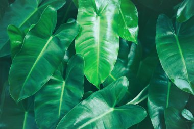 Yeşil yapraklardan oluşan yaratıcı bir düzen. 