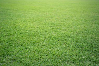 Yeşil çimen futbol sahası arka planı