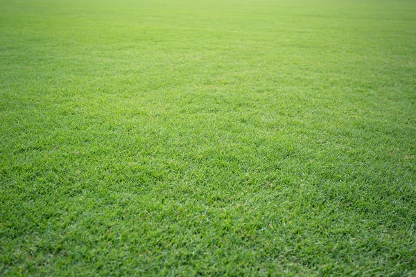 Grama verde campo de futebol fundo — Fotografia de Stock