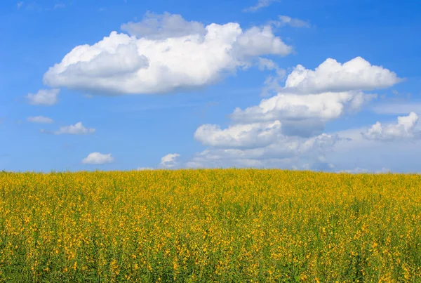 Girassol campo de flores amarelas , — Fotografia de Stock