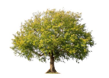  beyaz arkaplanda izole edilmiş büyük ağaç. 