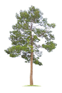  beyaz arkaplanda izole edilmiş büyük ağaç. 