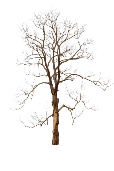 Одиночне старе велике і мертве дерево мертве ізольоване на білому тлі . — стокове фото