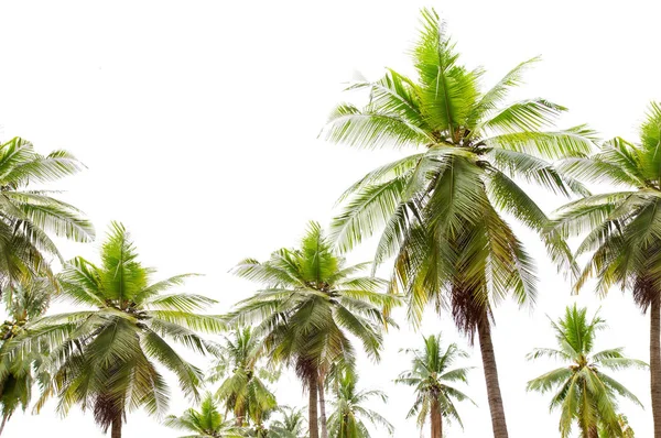 Izolovaný velký kokosový strom na bílém pozadí. — Stock fotografie