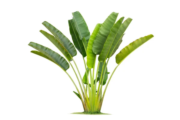 Isolated big Banana tree on White Background. — Stock Photo, Image