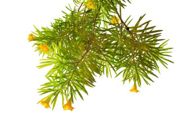 Beyaz arkaplanda yeşil yaprak izole edildi.