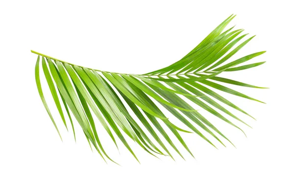 Zielonych liści palmowych — Zdjęcie stockowe