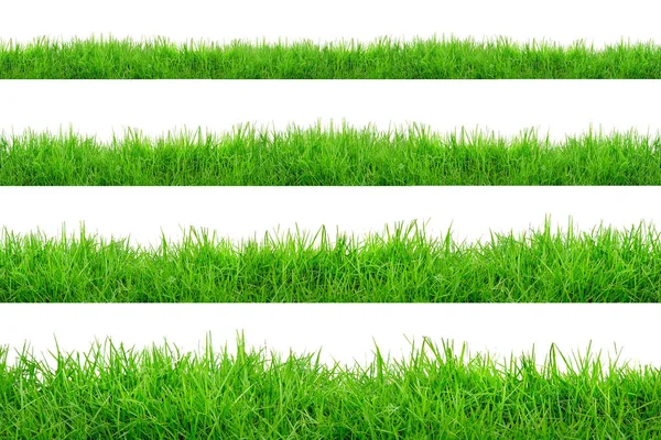 Verde bordo erba isolato su sfondo bianco . — Foto Stock