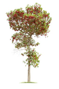  beyaz arkaplanda izole edilmiş büyük ağaç. 