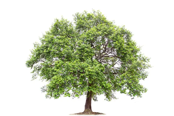 Isolierter großer Baum auf weißem Hintergrund. — Stockfoto