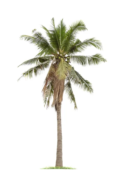 白い背景に孤立した大きなココナッツの木. — ストック写真