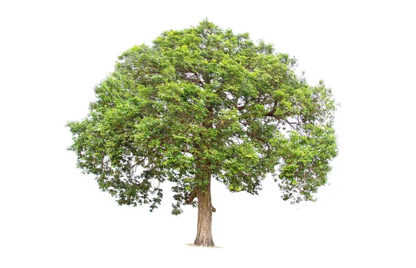 Isolierter großer Baum auf weißem Hintergrund. — Stockfoto