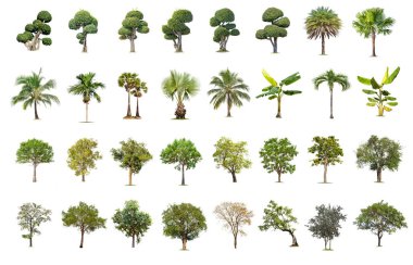 Beyaz arka planda izole büyük ağaç, ağaçlar koleksiyonu.