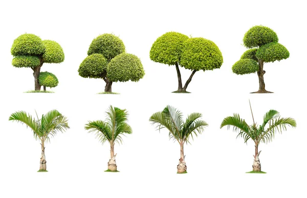 Hindistan cevizi ve palmiye ağaçları Beyaz arka plan üzerinde izole ağaç — Stok fotoğraf