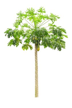 Tay papaya ağacı f