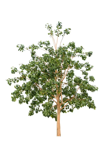 Isolierter großer Baum auf weißem Hintergrund. — Stockfoto