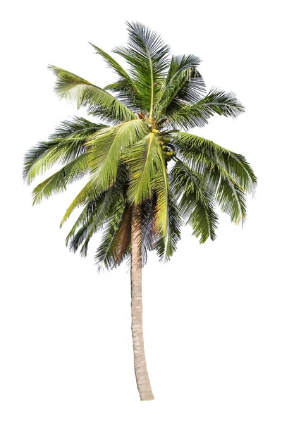 Isolated big coconut tree on White Background. — Stock Photo, Image