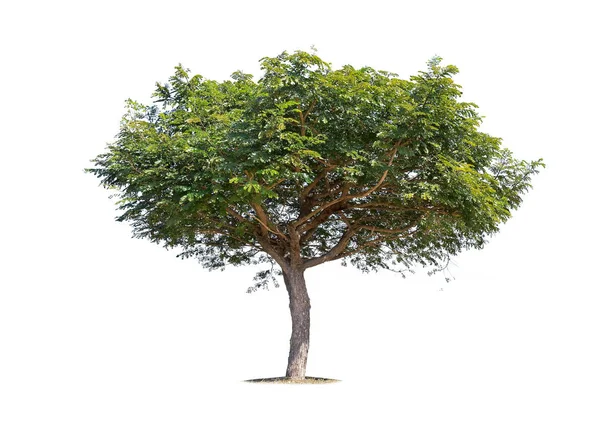 Isolierter großer Baum auf weißem Hintergrund. — Stockfoto