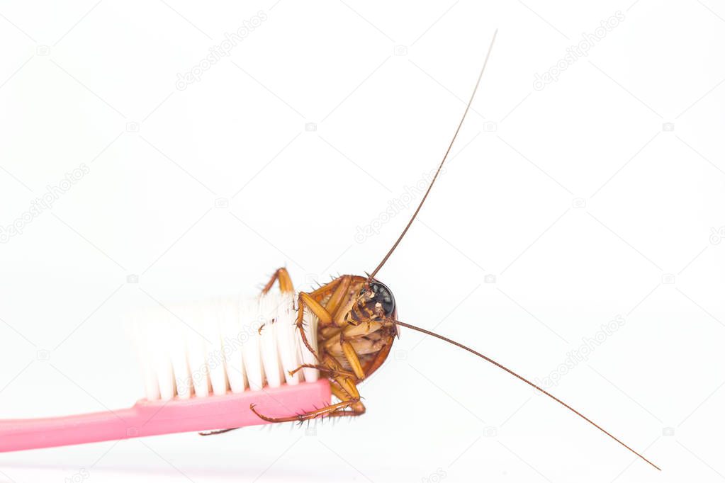 Cockroaches are on the toothbrush in the bathroom,