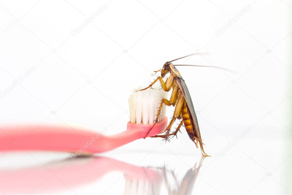 Cockroaches are on the toothbrush in the bathroom,