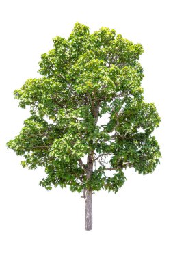  beyaz arkaplanda izole edilmiş büyük ağaç. 