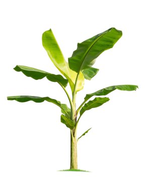 Beyaz arka plan üzerinde büyük muz ağacı izole.