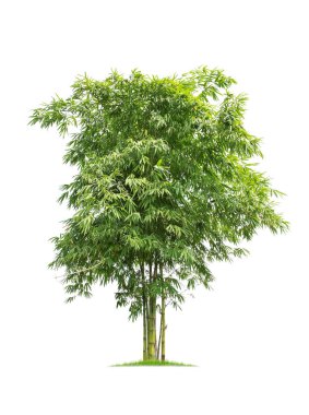 Beyaz arka plan üzerinde izole büyük bambu ağaç.