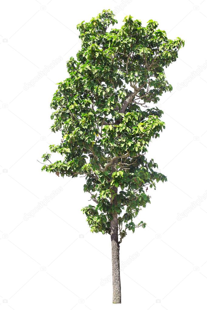  isolated big tree on White Background. 