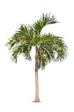 Beyaz Arka Plan üzerinde izole büyük palmiye ağacı.