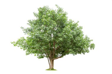  beyaz arkaplanda izole edilmiş büyük ağaç. 