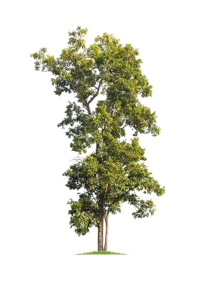 Isolierter großer Baum auf weißem Hintergrund. — Stockfoto