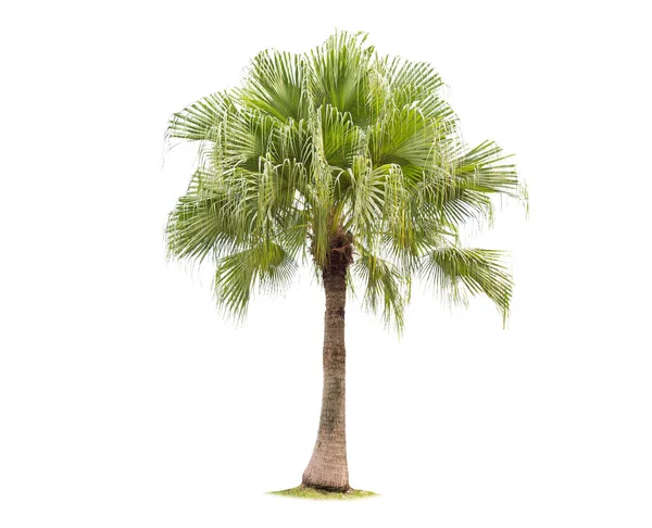Isolado palmeira grande no fundo branco . — Fotografia de Stock