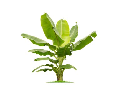 Beyaz arka plan üzerinde büyük muz ağacı izole.