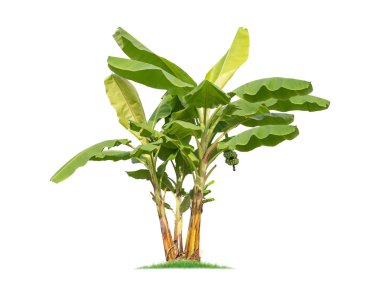 Beyaz arka plan üzerinde büyük muz ağacı izole.