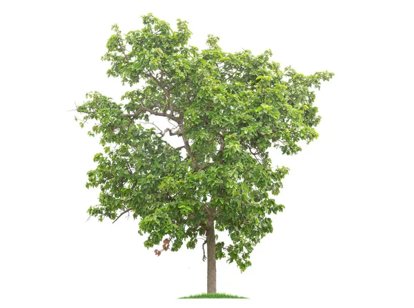 Árbol grande aislado sobre fondo blanco. — Foto de Stock