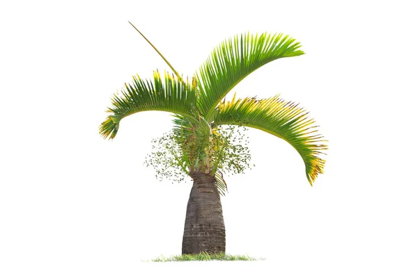 Isolierte große Palme auf weißem Hintergrund. — Stockfoto