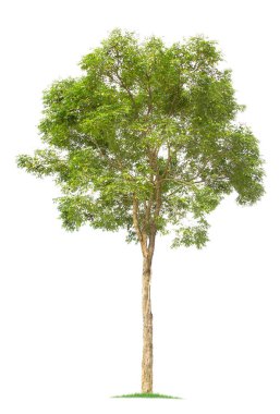  beyaz arkaplanda izole edilmiş büyük ağaç. 