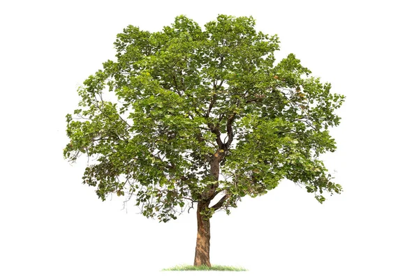 Isolierter großer Baum auf weißem Hintergrund. — Stockfoto