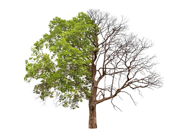 Konzept der Doppeldeutigkeit. Toter Baum auf der einen Seite und lebender Baum auf der anderen — Stockfoto