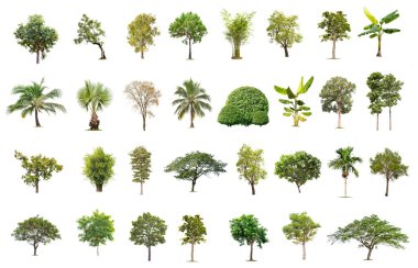 Beyaz arka planda izole büyük ağaç, ağaçlar koleksiyonu.