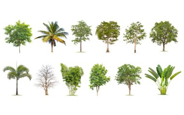 Beyaz arka planda izole büyük ağaç, ağaçlar koleksiyonu.