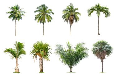 Hindistan cevizi ve palmiye ağaçları Beyaz arka plan üzerinde izole ağaç 