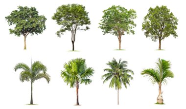 Beyaz arka planda izole büyük ağaç, ağaçlar koleksiyonu.