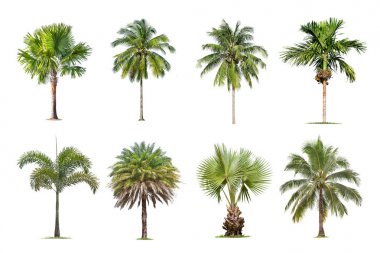 Hindistan cevizi ve palmiye ağaçları Beyaz arka plan üzerinde izole ağaç 